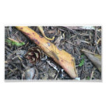 Mt Jefferson Oregon Insects Arachnids Spiders Bug Photographic Print