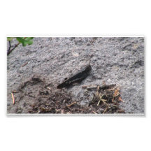 Mt Jefferson Oregon Insects Arachnids Spiders Bug Photo Art