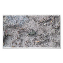 Mt Jefferson Oregon Insects Arachnids Spiders Bug Photographic Print