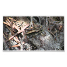 Mt Jefferson Oregon Insects Arachnids Spiders Bug Photo Print
