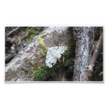 Mt Jefferson Oregon Insects Arachnids Spiders Bug Photograph