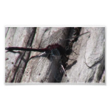 Mt Jefferson Oregon Insects Arachnids Spiders Bug Photo Art