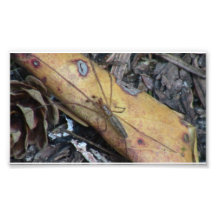 Mt Jefferson Oregon Insects Arachnids Spiders Bug Photographic Print