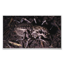 Mt Jefferson Oregon Insects Arachnids Spiders Bug Photograph