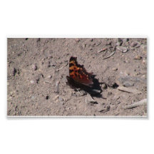 Mt Jefferson Oregon Insects Arachnids Spiders Bug Photo Art