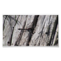 Mt Jefferson Oregon Insects Arachnids Spiders Bug Photograph