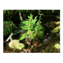 Mt Jefferson Oregon Landscape Skyscape Waterscape Post Card