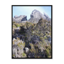 mt kinabalu plants post cards