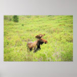 Mt. McKinley Bull Moose Print