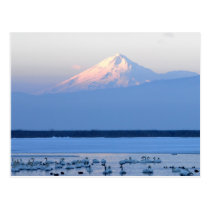 Mt. Shasta California Postcard postcards