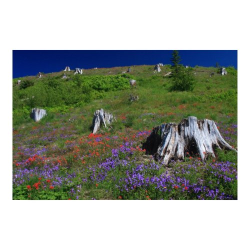 Mt. St. Helen's at Johnston Ridge Renewal of Life Print by glennrymsza