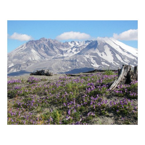Mt St Helens Print by northwestphotos