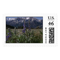 Mtn Meadow Postage Stamp