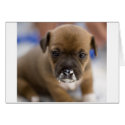Mucky Puppy cards by cARTerART Mucky Puppy cards