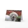 Mud Faced Poodle Animal Dog Birthday Card