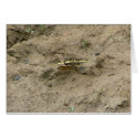 Mud Puddling Butterfly cards