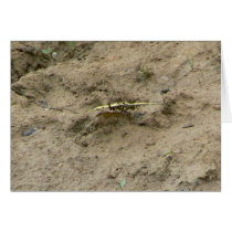 Mud Puddling Butterfly cards