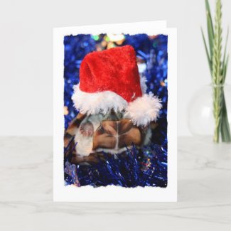 Mud turtle with head covered in santa hat card