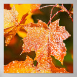 muddled maple leaves in autumn posters