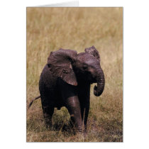 Muddy Baby Elephant Cards