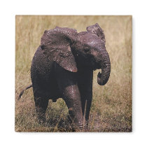 Muddy Baby Elephant Refrigerator Magnets