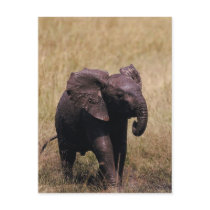 Muddy Baby Elephant Post Card