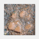 Muddy Dog Print 1 Magnet