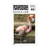 Muddy Flamingo Chick Postage Stamps