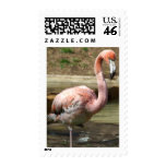 Muddy Flamingo Chick Postage Stamps