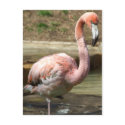 Muddy Flamingo Chick Postcard