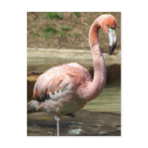 Muddy Flamingo Chick Postcard