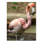 Muddy Flamingo Chick Postcard