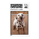 Muddy Mutt Postage Stamps