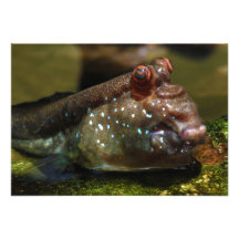 Mudskipper Amphibious Fish Oxudercinae Personalized Invitation