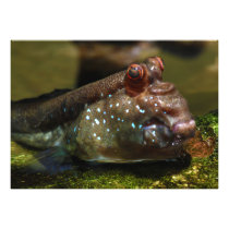 Mudskipper Amphibious Fish Oxudercinae Photo Art
