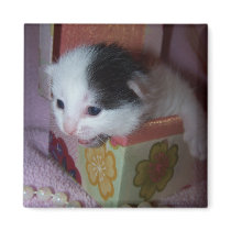 muffin on magnet