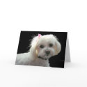 Muffy's pink bow cards