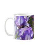 MUG -  Iris in Avignon France
