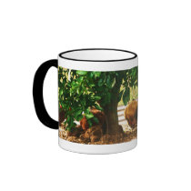 Mug of chooks under the orange tree...