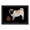 "MUG SHOT" Pug Poster posters by RavenSpiritPrints "MUG SHOT" Pug Poster posters