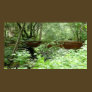 Muir Woods Bridge Photography Print