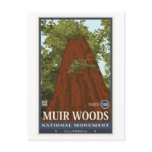 Muir Woods National Monument 3 Post Card