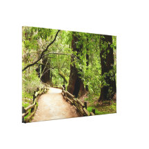 Muir Woods Path Canvas Print