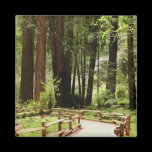 Muir Woods Path I Magnet