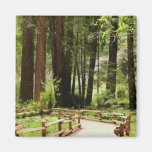 Muir Woods Path I Magnet