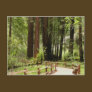 Muir Woods Path I Postcard