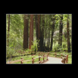 Muir Woods Path I Postcard