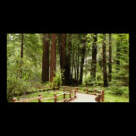 Muir Woods Path I Print