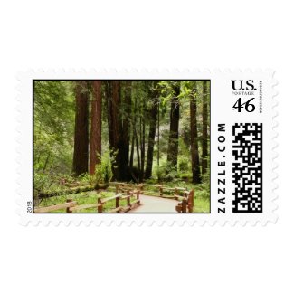 Muir Woods Path I Stamps stamp