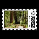 Muir Woods Path I Stamps